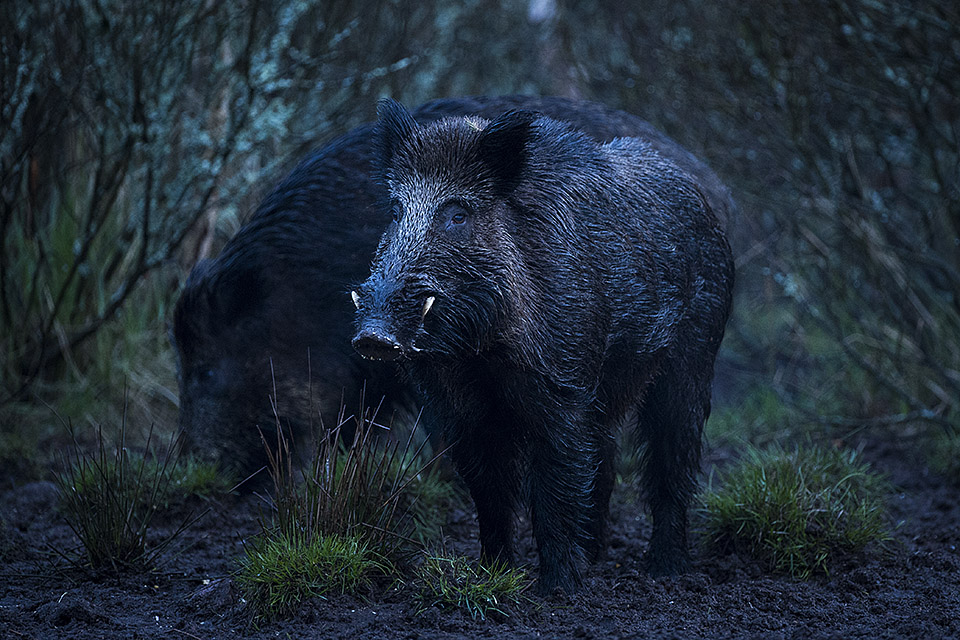 Wild Boar